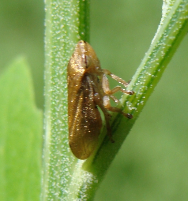 conferma id: Philaenus spumarius e Aphrophora alni
